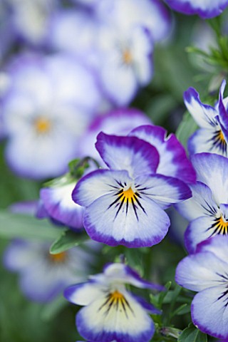 WOLLERTON_OLD_HALL_SHROPSHIRE_CLOSE_UP_PLANT_PORTRAIT_OF_THE_BLUE_AND_YELLOW_FLOWER_OF_PANSY_MAY_SUM