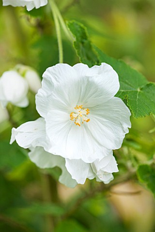 WOLLERTON_OLD_HALL_SHROPSHIRE_CLOSE_UP_PLANT_PORTRAIT_OF_THE_WHITE_FLOWER_OF_ABUTILON_NYMANS_WHITE_M