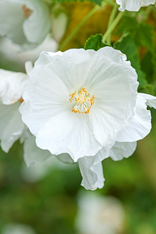 WOLLERTON_OLD_HALL_SHROPSHIRE_CLOSE_UP_PLANT_PORTRAIT_OF_THE_WHITE_FLOWER_OF_ABUTILON_NYMANS_WHITE_M