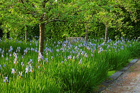 BRYANS_GROUND_HEREFORDSHIRE_THE_ORCHARD_IN_LATE_SPRING_WITH_APPLE_TREES_AND_BLUE_FLOWERS_OF_IRIS_SIB