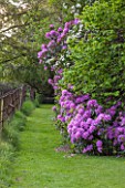 BRYANS GROUND, HEREFORDSHIRE: LAWN AND PINK RHODODENDRON BESIDE WILDFLOWER MEADOW AND METAL FENCE - FENCING, COUNTRY GARDEN, MAY, ENGLISH