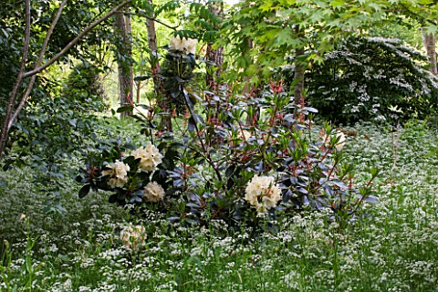 BRYANS_GROUND_HEREFORDSHIRE_RHODODENDRON_IN_CRICKET_WOOD_SURROUNDED_BY_COW_PARSLEY__WOODS_WOODLAND_S