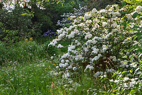 BRYANS_GROUND_HEREFORDSHIRE_WHITE_FLOWERS_OF_VIBURNUM_AND_COW_PARSLEY_IN_CRICKET_WOOD__WOODS_WOODLAN