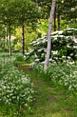 BRYANS GROUND, HEREFORDSHIRE: WHITE FLOWERS OF VIBURNUM AND COW PARSLEY IN CRICKET WOOD - WOODS, WOODLAND, SHADE, MAY, SPRING, WHITE POPLARS - POPULUS ALBA