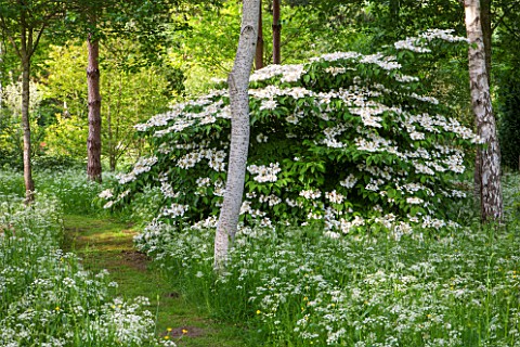 BRYANS_GROUND_HEREFORDSHIRE_WHITE_FLOWERS_OF_VIBURNUM_AND_COW_PARSLEY_IN_CRICKET_WOOD__WOODS_WOODLAN