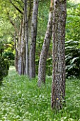 BRYANS GROUND, HEREFORDSHIRE: ROW OF WHITE POPLARS - POPULUS ALBA - AND COW PARSLEY IN CRICKET WOOD - WOODS, WOODLAND, SHADE, MAY, SPRING, BARK, TRUNK, TREE, TREES