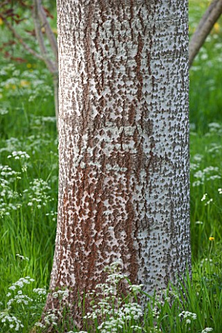 BRYANS_GROUND_HEREFORDSHIRE_BARK_OF_A_WHITE_POPLAR__POPULUS_ALBA__AND_COW_PARSLEY_IN_CRICKET_WOOD__W