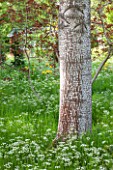 BRYANS GROUND, HEREFORDSHIRE: BARK OF A WHITE POPLAR - POPULUS ALBA - AND COW PARSLEY IN CRICKET WOOD - WOODS, WOODLAND, SHADE, MAY, SPRING, BARK, TRUNK, TREE, TREES
