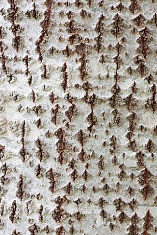 BRYANS_GROUND_HEREFORDSHIRE_CLOSE_UP_OF_TEXTURE_OF_BARK_OF_A_WHITE_POPLAR__POPULUS_ALBA__IN_CRICKET_