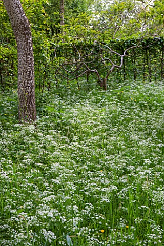 BRYANS_GROUND_HEREFORDSHIRE_A_WHITE_POPLAR__POPULUS_ALBA__IN_CRICKET_WOOD_WITH_SEA_OF_COW_PARSLEY__W