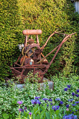 BRYANS_GROUND_HEREFORDSHIRE_OLD_RUSTY_METAL_LAWN_MOWER_SCULPTURE_IN_THE_KITCHEN_GARDEN__HEDGE_ORNAME