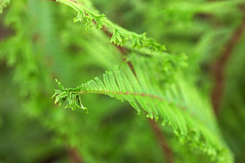 HOPE_SHARP_STORY_CHELSEA_2016_CLOSE_UP_PLANT_PORTRAIT_OF_FERN___DRYOPTERIS_AFFINIS_CRISTATA_THE_KING