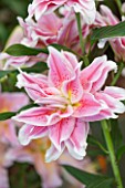 CLOSE UP PLANT PORTRAIT OF THE PALE PINK AND WHITE FLOWERS OF A LILY - LILIUM ROSELILY NATALIA - ORIENTAL DOUBLE - BULB, SUMMER, FLOWERS, PETALS