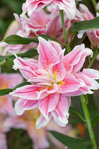 CLOSE_UP_PLANT_PORTRAIT_OF_THE_PALE_PINK_AND_WHITE_FLOWERS_OF_A_LILY__LILIUM_ROSELILY_NATALIA__ORIEN