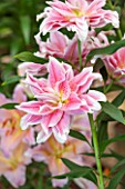 CLOSE UP PLANT PORTRAIT OF THE PALE PINK AND WHITE FLOWERS OF A LILY - LILIUM ROSELILY NATALIA - ORIENTAL DOUBLE - BULB, SUMMER, FLOWERS, PETALS