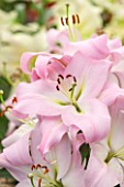 CLOSE UP PLANT PORTRAIT OF THE PALE PINK FLOWERS OF A LILY - LILIUM PINK MIST - ORIENTAL AND TRUMPET - BULB, SUMMER, FLOWERS, PETALS