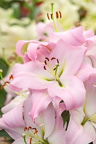 CLOSE_UP_PLANT_PORTRAIT_OF_THE_PALE_PINK_FLOWERS_OF_A_LILY__LILIUM_PINK_MIST__ORIENTAL_AND_TRUMPET__
