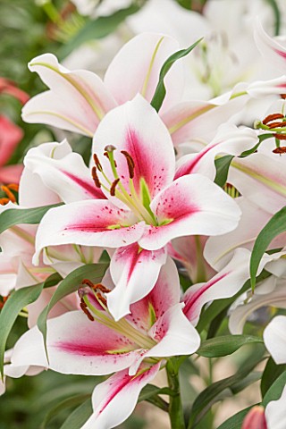 CLOSE_UP_PLANT_PORTRAIT_OF_THE_WHITE_AND_PINK_FLOWERS_OF_A_LILY__LILIUM_SUCINTO__ORIENTAL_AND_TRUMPE