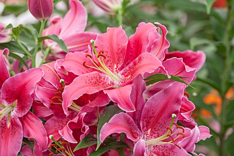 CLOSE_UP_PLANT_PORTRAIT_OF_THE_PINK_FLOWERS_OF_AN_ORIENTAL_LILY_HYBRID___LILIUM_GLENDALE__BULB_SUMME