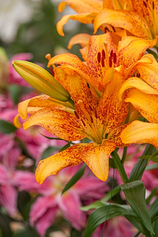 CLOSE_UP_PLANT_PORTRAIT_OF_THE_ORANGE_RED_YELLOW_FLOWERS_OF_LILY_HYBRID___LILIUM_FUNNY_GIRL__BULB_SU