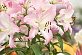 CLOSE UP PLANT PORTRAIT OF THE PINK AND WHITE FLOWERS OF ORIENTAL AND TRUMPET LILY  - LILIUM BIRILLO - BULB, SUMMER, FLOWERS, PETALS