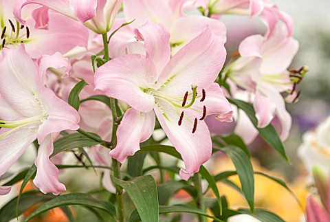 CLOSE_UP_PLANT_PORTRAIT_OF_THE_PINK_AND_WHITE_FLOWERS_OF_ORIENTAL_AND_TRUMPET_LILY___LILIUM_BIRILLO_