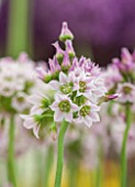 CLOSE UP PLANT PORTRAIT OF THE PINK AND WHITE FLOWER OF NECTAROSCORDUM TRIPEDALE - BULB, SPRING