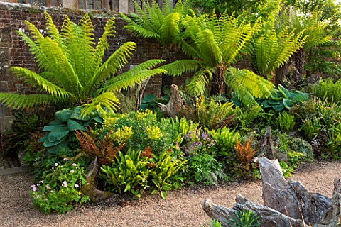 ARUNDEL_CASTLE_GARDENS_WEST_SUSSEX_BORDER_IN_THE_STUMPERY__WITH_GRAVEL_AND_DICKSONIA_ANTARCTICA_FERN