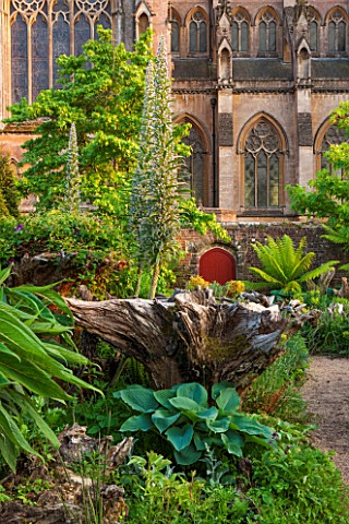ARUNDEL_CASTLE_GARDENS_WEST_SUSSEX_THE_STUMPERY__WITH_GRAVEL_AND_ECHIUMS_DICKSONIA_ANTARCTICA_FERN_F