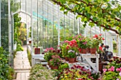 ARUNDEL CASTLE GARDENS, WEST SUSSEX: THE GREENHOUSE WITH GERANIUMS AND PELARGONIUMS ON WHITE STANDS - GRAPE, VITIS, GLASS HOUSE, GLASSHOUSE, VINERY, VINE, VINES, SUMMER