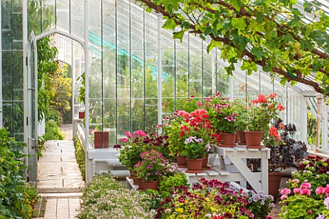 ARUNDEL_CASTLE_GARDENS_WEST_SUSSEX_THE_GREENHOUSE_WITH_GERANIUMS_AND_PELARGONIUMS_ON_WHITE_STANDS__G