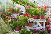 ARUNDEL CASTLE GARDENS, WEST SUSSEX: THE GREENHOUSE WITH GERANIUMS AND PELARGONIUMS ON WHITE STANDS - GRAPE, VITIS, GLASS HOUSE, GLASSHOUSE, VINERY, VINE, VINES, SUMMER