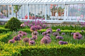 ARUNDEL CASTLE GARDENS, WEST SUSSEX: BOX EDGED PARTERRE PLANTED WITH ALLIUM CHRISTOPHII - GLASS HOUSE BEHIND, GLASSHOUSE, GREENHOUSE, SUMMER, BULB, BULBS
