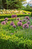 ARUNDEL CASTLE GARDENS, WEST SUSSEX: BOX EDGED PARTERRE PLANTED WITH ALLIUM CHRISTOPHII - FORMAL, CLIPPED, BUXUS, SUMMER, BULB, BULBS