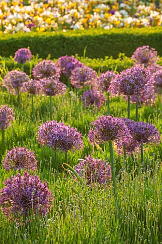 ARUNDEL_CASTLE_GARDENS_WEST_SUSSEX_BOX_EDGED_PARTERRE_PLANTED_WITH_ALLIUM_CHRISTOPHII__FORMAL_CLIPPE