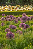 ARUNDEL CASTLE GARDENS, WEST SUSSEX: BOX EDGED PARTERRE PLANTED WITH ALLIUM CHRISTOPHII - FORMAL, CLIPPED, BUXUS, SUMMER, BULB, BULBS