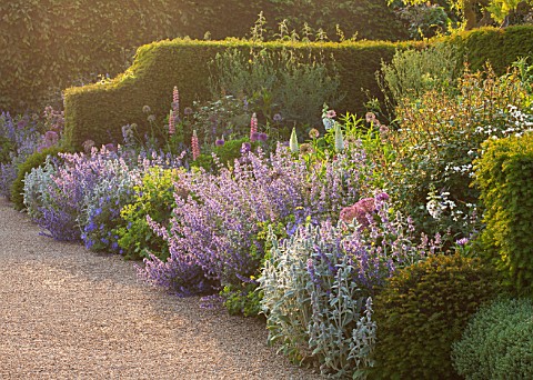 ARUNDEL_CASTLE_GARDENS_WEST_SUSSEX_GRAVEL_PATH_YEW_HEDGES_NEPETA_SIX_HILLS_GIANT_AND_ALLIUMS__BULB_B