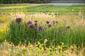 ARUNDEL CASTLE GARDENS, WEST SUSSEX: LAWN WITH MEADOW OF GRASSES AND ALLIUM CHRISTOPHII - BULB, BULBS, SUMMER, COLLECTOR EARLS GARDEN