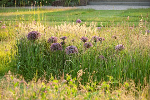 ARUNDEL_CASTLE_GARDENS_WEST_SUSSEX_LAWN_WITH_MEADOW_OF_GRASSES_AND_ALLIUM_CHRISTOPHII__BULB_BULBS_SU