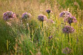ARUNDEL CASTLE GARDENS, WEST SUSSEX: LAWN WITH MEADOW OF GRASSES AND ALLIUM CHRISTOPHII - BULB, BULBS, SUMMER, COLLECTOR EARLS GARDEN