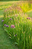 ARUNDEL CASTLE GARDENS, WEST SUSSEX: LAWN WITH MEADOW OF GRASSES AND ALLIUM CHRISTOPHII - BULB, BULBS, SUMMER, COLLECTOR EARLS GARDEN: