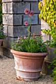 ARUNDEL CASTLE GARDENS, WEST SUSSEX: COLLECTOR EARLS GARDEN DESIGNED BY JULIAN AND ISABEL BANNERMAN. TERRACOTTA CONTAINER PLANTED WITH ALLIUMS