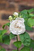 PRIVATE GARDEN LONDON DESIGNED BY LUCY WILLCOX AND ANA SANCHEZ MARTIN: CLOSE UP PORTRAIT WHITE FLOWER OF DAVID AUSTIN ROSE - ROSA WINCHESTER CATHEDRAL - SHRUB, FRAGRANT, SCENT
