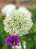 PRIVATE GARDEN LONDON DESIGNED BY LUCY WILLCOX AND ANA SANCHEZ MARTIN: CLOSE UP PLANT PORTRAIT OF THE WHITE FLOWER OF ALLIUM MOUNT EVEREST - BULB, SPRING, JUNE