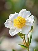 RHS GARDEN, WISLEY, SURREY: CLOSE UP PLANT PORTRAIT OF THE WHITE FLOWER OF CARPENTERIA CALIFORNICA ELIZABETH - DECIDOUS, SHRUB, SUMMER, YELLOW, STAMENS, PETALS, FLOWERS