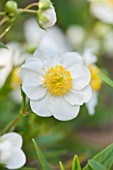 RHS GARDEN, WISLEY, SURREY: CLOSE UP PLANT PORTRAIT OF THE WHITE FLOWER OF CARPENTERIA CALIFORNICA ELIZABETH - DECIDOUS, SHRUB, SUMMER, YELLOW, STAMENS, PETALS, FLOWERS