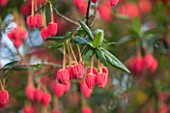 RHS GARDEN, WISLEY, SURREY: CLOSE UP PLANT PORTRAIT OF THE RED / PINK FLOWERS OF CRINODENDRON HOOKERIANUM - AGM, SHRUB, SUMMER, JUNE, HANGING, DANGLING
