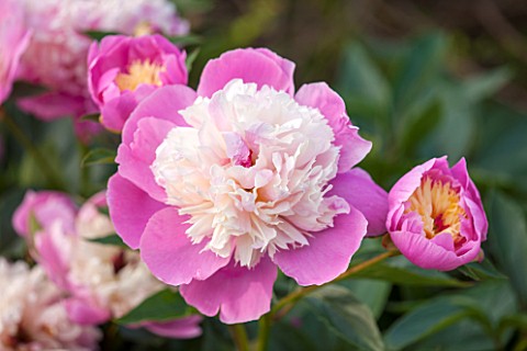 RHS_GARDEN_WISLEY_SURREY_CLOSE_UP_PLANT_PORTRAIT_OF_THE_PINK_AND_WHITE__CREAM_FLOWERS_OF_PEONY__PAEO