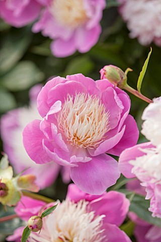 RHS_GARDEN_WISLEY_SURREY_CLOSE_UP_PLANT_PORTRAIT_OF_THE_PINK_AND_WHITE__CREAM_FLOWERS_OF_PEONY__PAEO