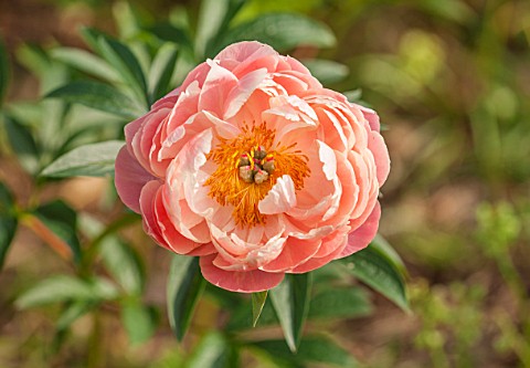 RHS_GARDEN_WISLEY_SURREY_CLOSE_UP_PLANT_PORTRAIT_OF_THE_PINK_FLOWER_OF_PEONY__PAEONIA_CORAL_CHARM__A